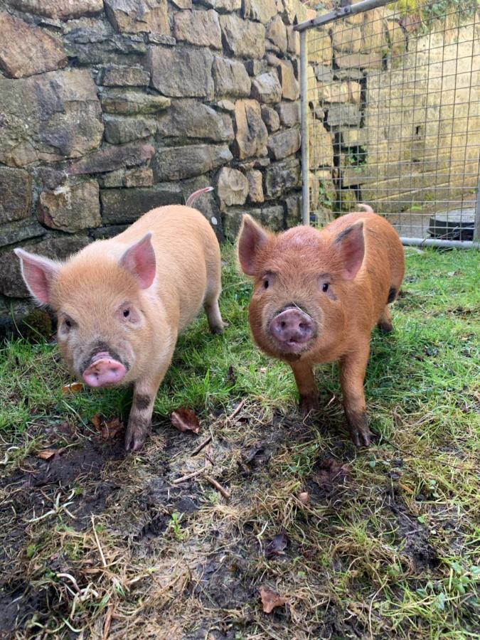 Cwtch Farm Bed & Breakfast Ystalyfera 外观 照片