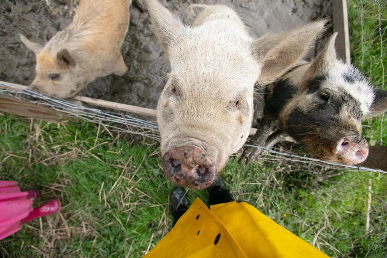 Cwtch Farm Bed & Breakfast Ystalyfera 外观 照片